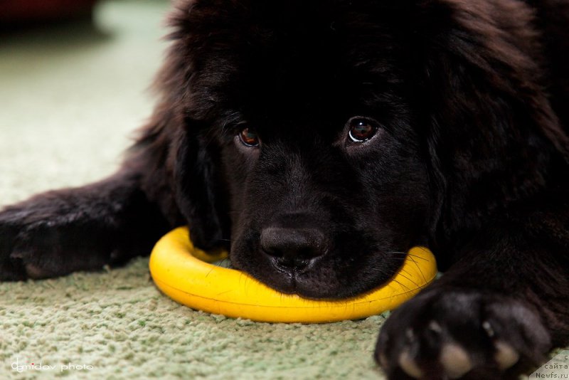 Фото: ньюфаундленд Belkonder-Club Bianca Marussia (Белкондер-Клаб Бьянка Маруша)