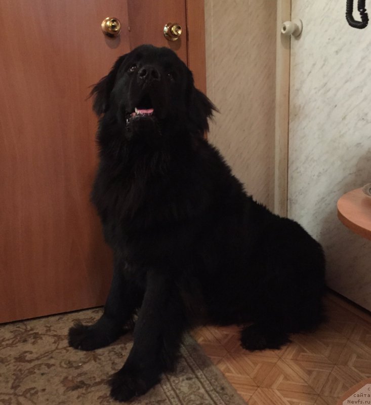 Фото: ньюфаундленд Brownblood MSK Helfi Best Armani (Браунблад МСК Хелфи Бэст Армани)