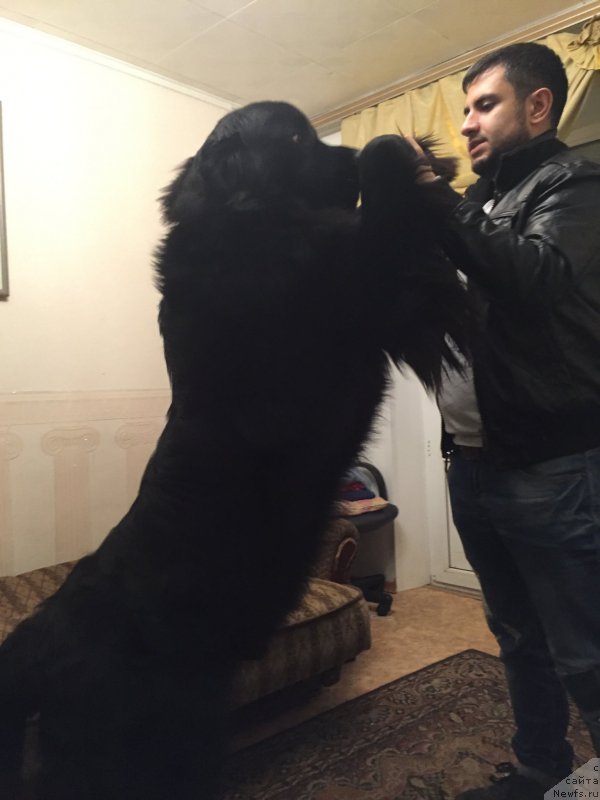 Фото: Vladimir Hachatryan (Владимир Хачатрян), ньюфаундленд Brownblood MSK Helfi Best Armani (Браунблад МСК Хелфи Бэст Армани)