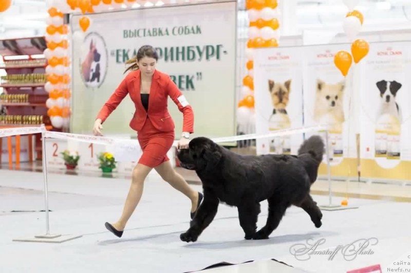 Фото: ньюфаундленд Akvatoriya Kelvin YUt Gay (Акватория Келвин Ют Гай)