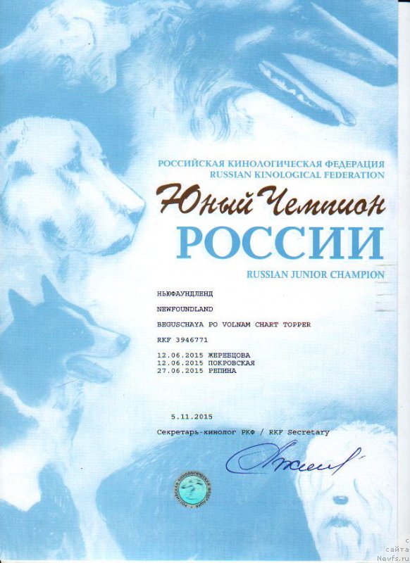 Фото: ньюфаундленд Beguschaya po Volnam Сhart Topper (Бегущая по Волнам Чарт Топпер)