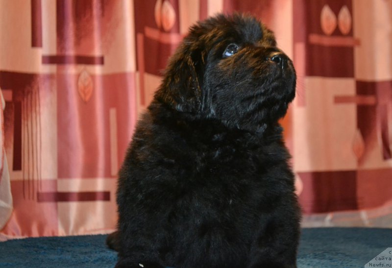 Фото: ньюфаундленд Aquatoriya Kelvin Sharliz (Акватория Келвин Шарлиз), ньюфаундленд Simbad Pokoritel' Morey (Симбад Покоритель Морей)