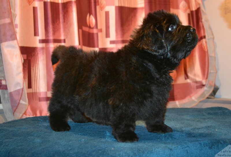 Фото: ньюфаундленд Aquatoriya Kelvin Sharliz (Акватория Келвин Шарлиз), ньюфаундленд Simbad Pokoritel' Morey (Симбад Покоритель Морей)