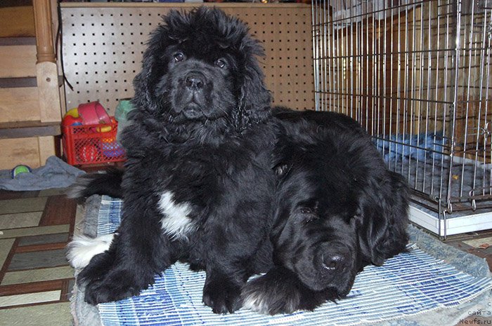 Фото: ньюфаундленд Super Bizon Ollisiya (Супер Бизон Оллисия), ньюфаундленд Super Bizon Indiya (Супер Бизон Индия)