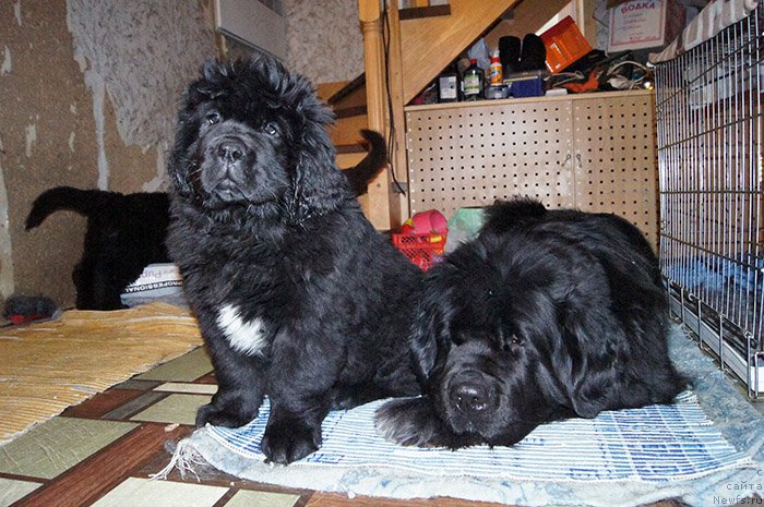 Фотография № 196592