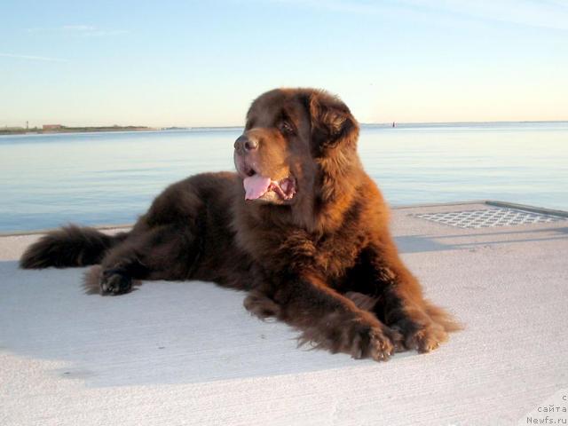 Фото: ньюфаундленд Smigar Arbonna (Смигар Арбонна)