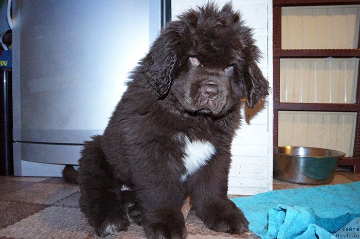 Фотография № 196600