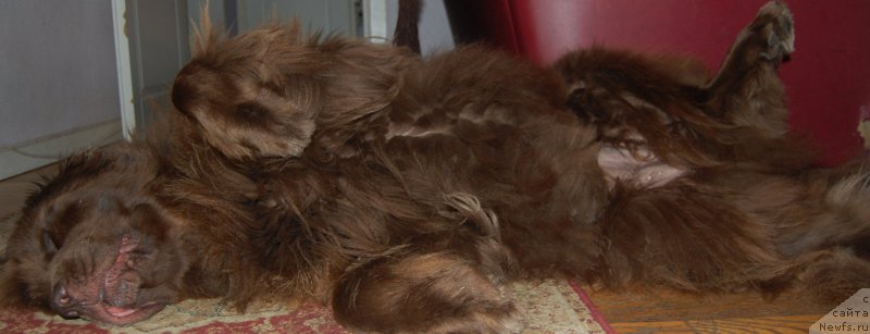 Фотография № 196606