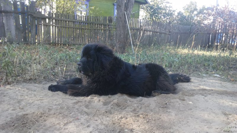 Фото: ньюфаундленд Radzivil Vyaliki Myadzvedz' (Радзивил Вялiкi Мядзведзь)