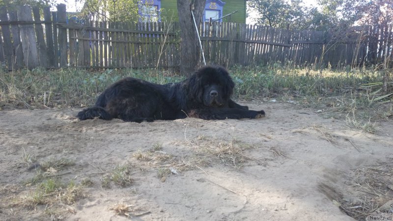 Фото: ньюфаундленд Radzivil Vyaliki Myadzvedz' (Радзивил Вялiкi Мядзведзь)