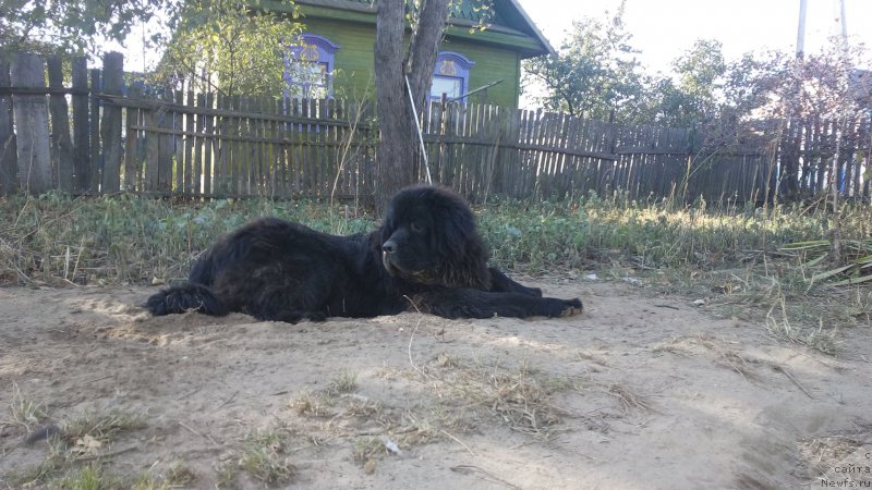 Фото: ньюфаундленд Radzivil Vyaliki Myadzvedz' (Радзивил Вялiкi Мядзведзь)