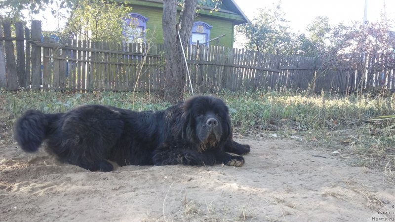 Фото: ньюфаундленд Radzivil Vyaliki Myadzvedz' (Радзивил Вялiкi Мядзведзь)