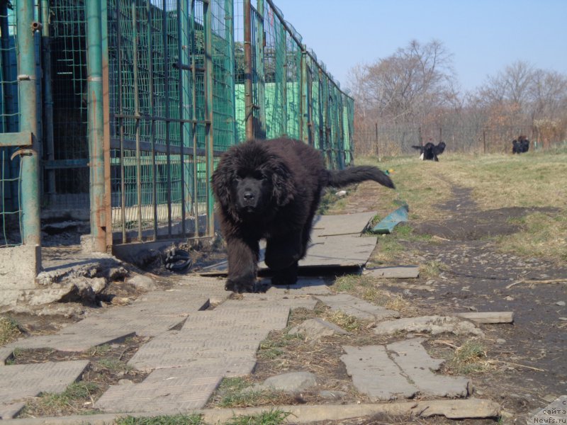 Фото: ньюфаундленд Super Premium Uolt Disneu (Супер Премиум Уолт Диснеу)