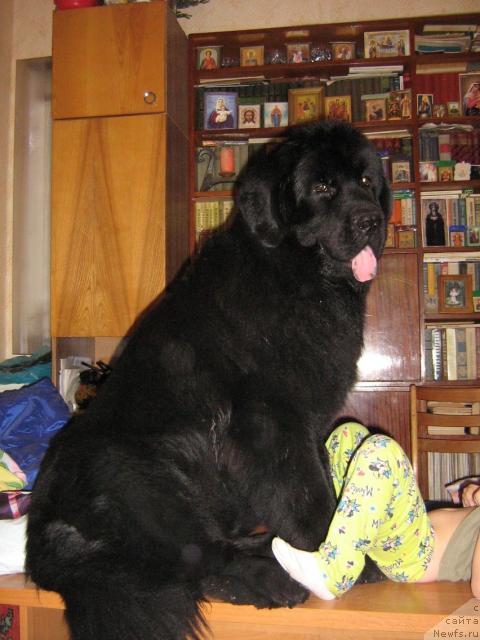 Фото: ньюфаундленд Ayvengo Viva Jeniz (Айвенго Вива Дженис)