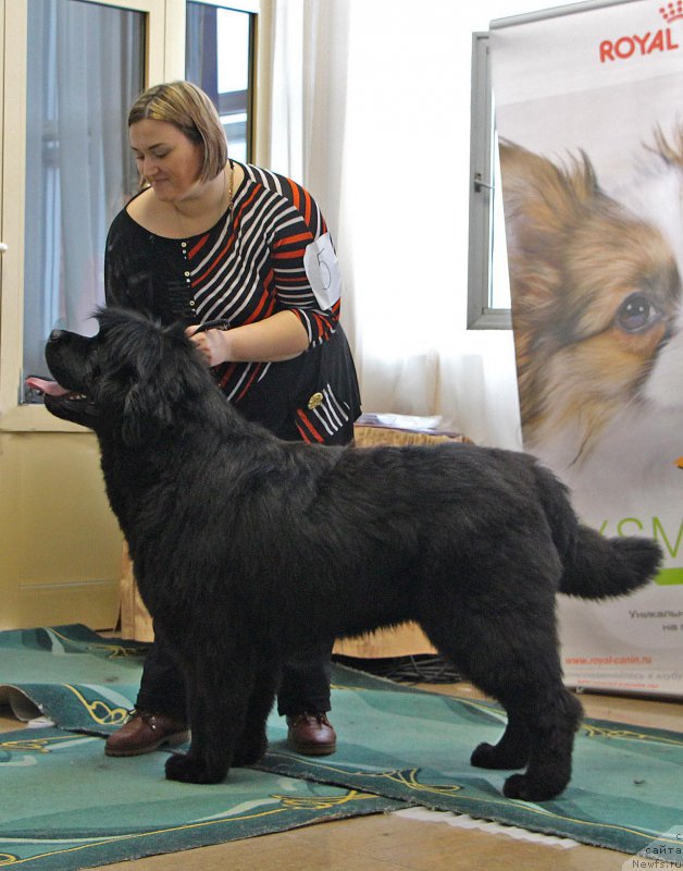 Фото: ньюфаундленд YEl'brus iz Antagrada (Эльбрус из Антаграда)