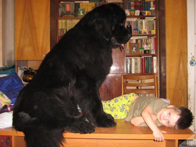 Фото: ньюфаундленд Ayvengo Viva Jeniz (Айвенго Вива Дженис)