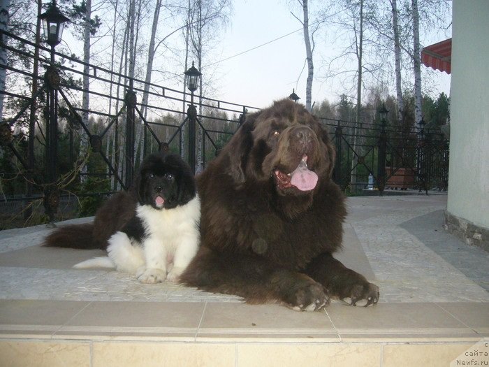 Фото: ньюфаундленд Newf Mermaid Denver, ньюфаундленд Super Premium Zhodo Ferolli (Супер Премиум Жодо Феролли)