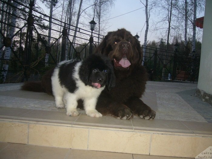 Фото: ньюфаундленд Newf Mermaid Denver, ньюфаундленд Super Premium Zhodo Ferolli (Супер Премиум Жодо Феролли)