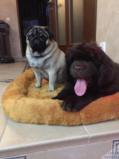 Фото: ньюфаундленд Super Bizon Otis Tobias (Супер Бизон Отис Тобиас), и мопс Потап РОМАРИО РОССИ