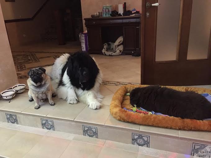 Фото: ньюфаундленд Super Premium Zhodo Ferolli (Супер Премиум Жодо Феролли), ньюфаундленд Super Bizon Otis Tobias (Супер Бизон Отис Тобиас), и РОмочка