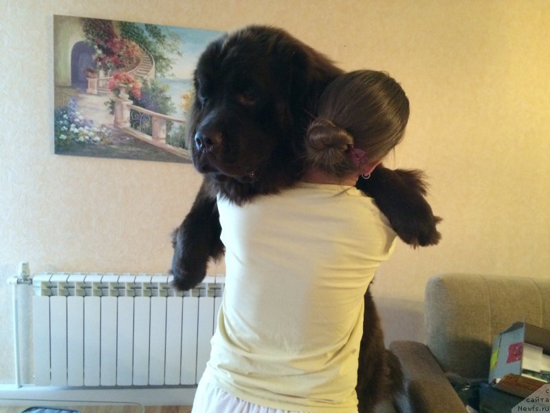 Фото: ньюфаундленд N'yufort Vasabi (Ньюфорт Васаби), Tat'yana Rozanova (Татьяна Розанова)