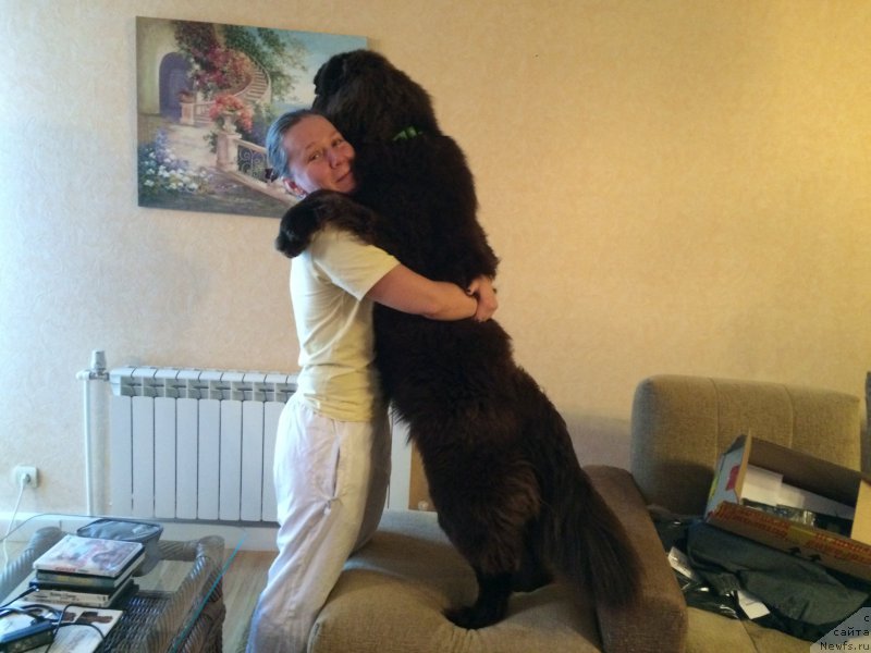 Фото: ньюфаундленд N'yufort Vasabi (Ньюфорт Васаби), Tat'yana Rozanova (Татьяна Розанова)