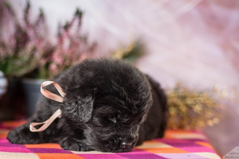 Фото: ньюфаундленд Smigar Best Regards (Смигар Бэст Ригадз)