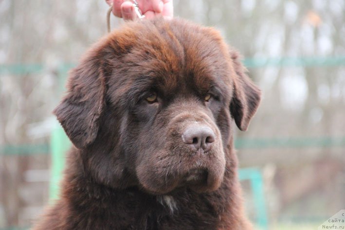 Фото: ньюфаундленд Gospozha Udacha s Berega Dona (Госпожа Удача с Берега Дона)