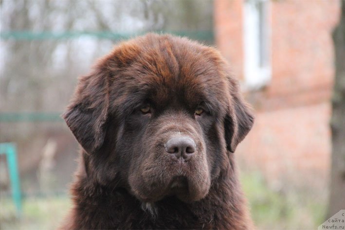 Фото: ньюфаундленд Gospozha Udacha s Berega Dona (Госпожа Удача с Берега Дона)