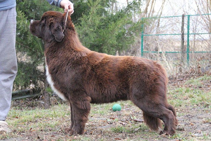 Фото: ньюфаундленд Gospozha Udacha s Berega Dona (Госпожа Удача с Берега Дона)