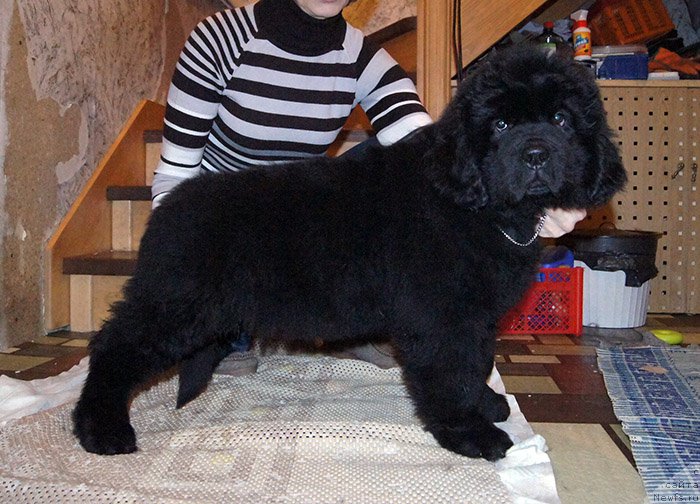 Фотография № 196678