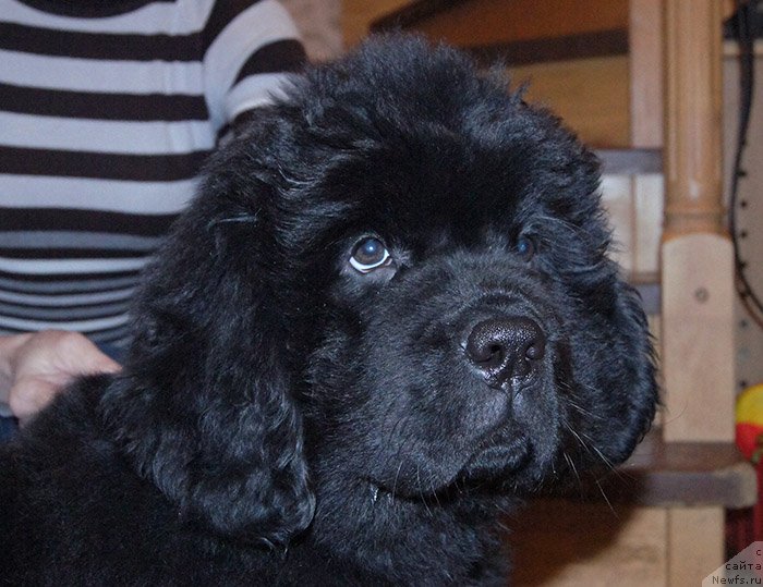 Фотография № 196679