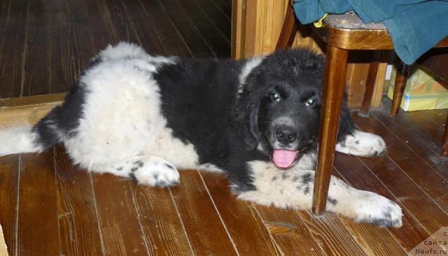 Фото: ньюфаундленд Pchyolkin Dom Burevestnik (Пчёлкин Дом Буревестник)