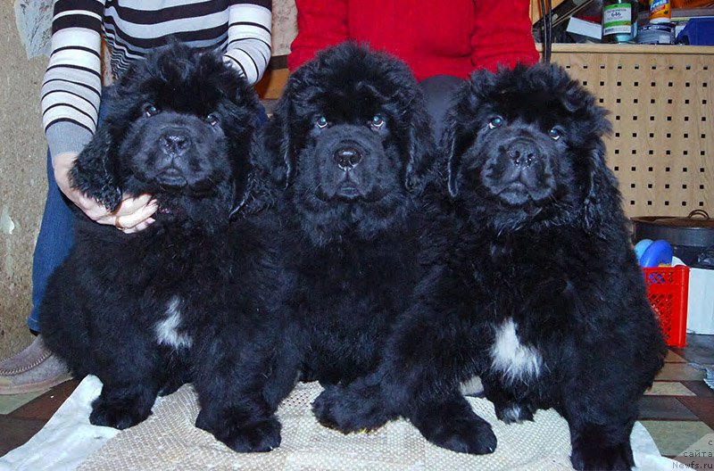 Фотография № 196681