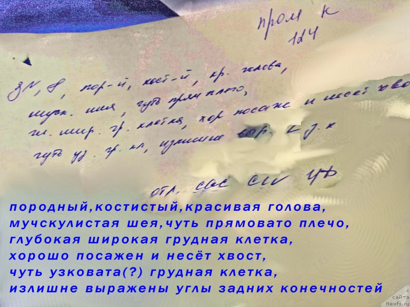 Фото: ньюфаундленд Brownblood MSK Hakim Gold Haydar (Браунблад МСК Хаким Голд Хайдар)