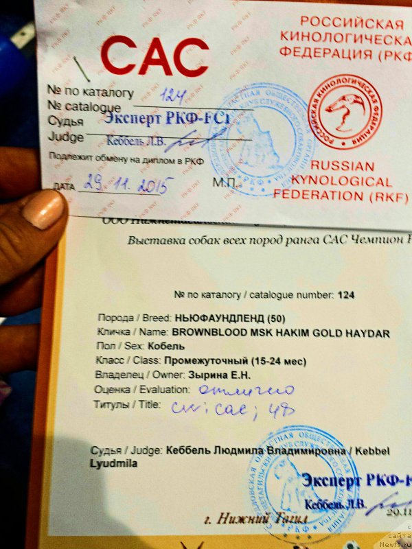 Фото: ньюфаундленд Brownblood MSK Hakim Gold Haydar (Браунблад МСК Хаким Голд Хайдар)