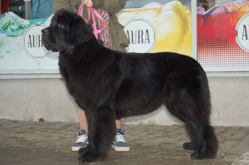 Фото: ньюфаундленд Mercedes Vialiki Miadzvedz (Мерседес Вялiкi Мядзведзь)