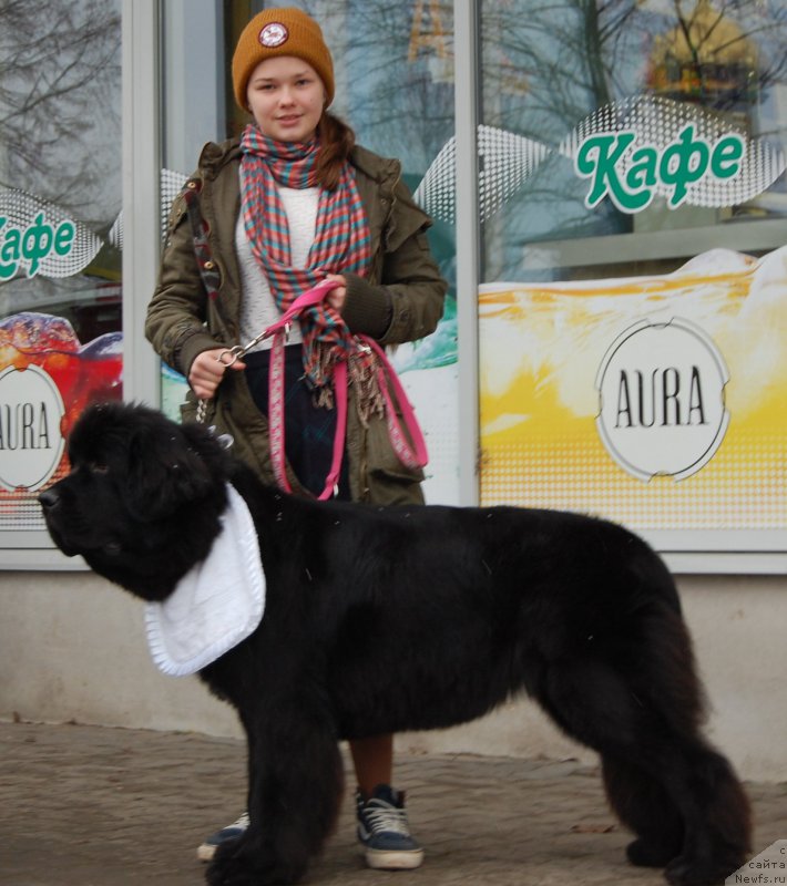Фото: ньюфаундленд Mercedes Vialiki Miadzvedz (Мерседес Вялiкi Мядзведзь), Mariya SHmeleva (Мария Шмелева)