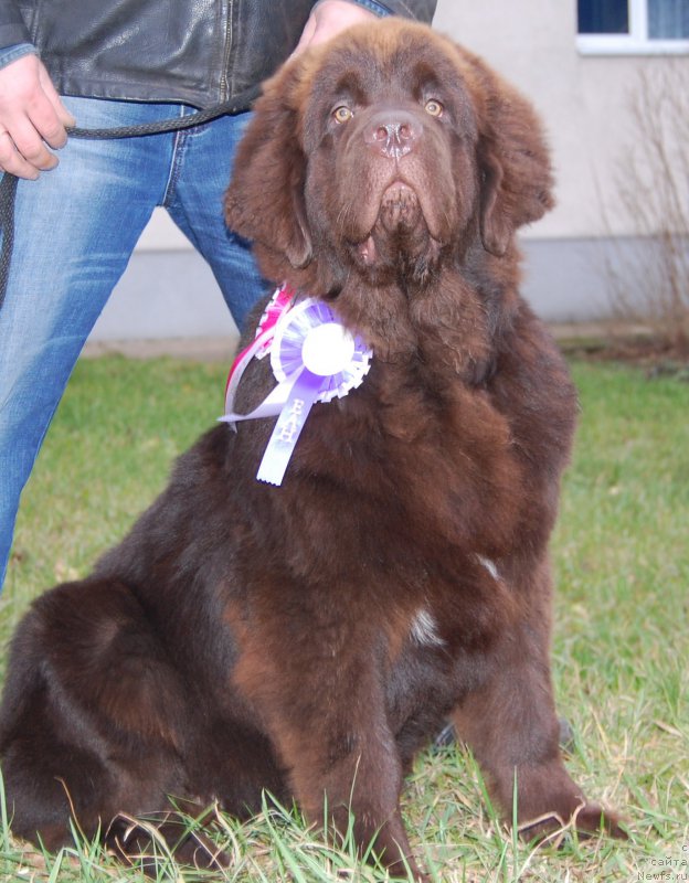 Фото: ньюфаундленд Brownblood MSK Zhani Osher (Браунблад МСК Жани Ошер)