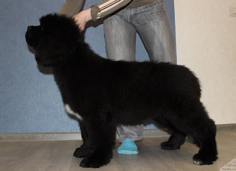 Фото: ньюфаундленд Zlat Konstaleks Linkol'n (Злат Консталекс Линкольн)