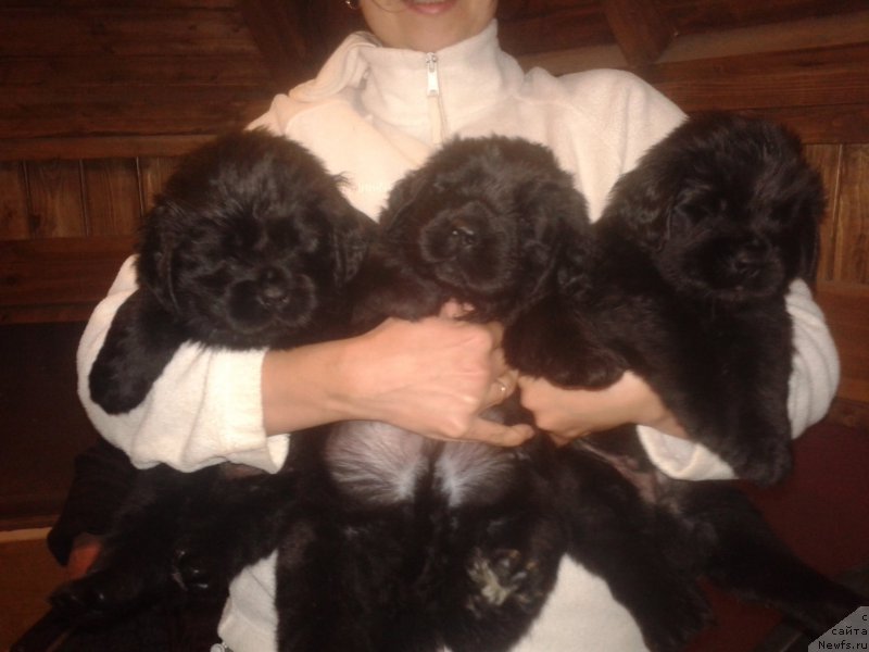 Фото: [p3547]
дети, ньюфаундленд Kalina Krasnaya iz Antagrada (Калина Красная из Антаграда)