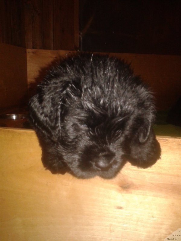 Фото: дети, ньюфаундленд Kalina Krasnaya iz Antagrada (Калина Красная из Антаграда)