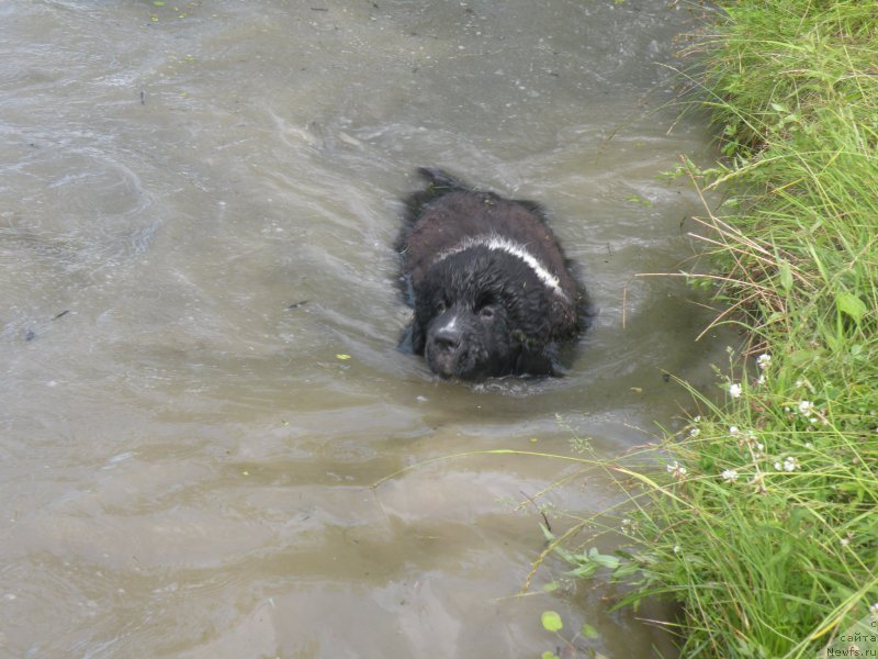 Фото: ньюфаундленд Piternyuf Bridgestone (Питерньюф Бриджестоун)