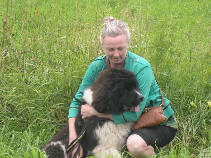 Фото: ньюфаундленд Piternyuf Bridgestone (Питерньюф Бриджестоун), Natal'ya Safronova (Наталья Сафронова)