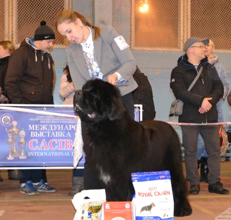 Фото: ньюфаундленд Soul of Voodoo Midnight Bear