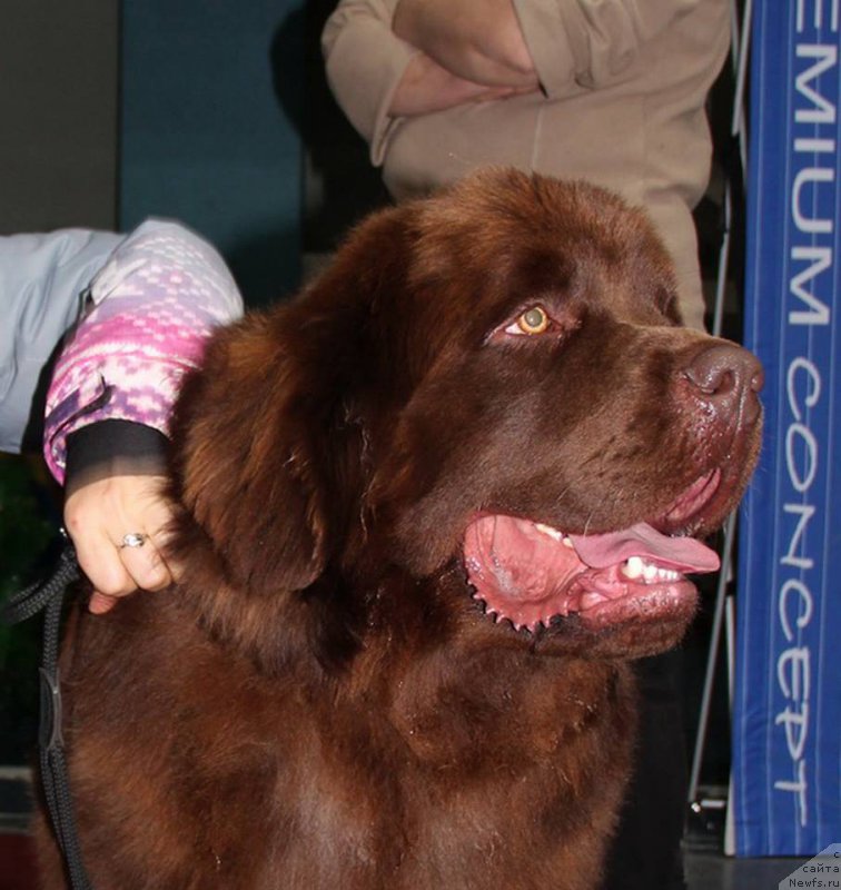 Фото: ньюфаундленд Brownblood MSK Hakim Gold Haydar (Браунблад МСК Хаким Голд Хайдар)