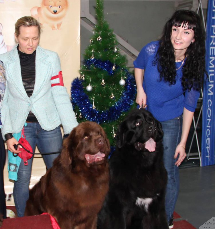 Фото: Lena Zyirina (Лена Зырина), ньюфаундленд Brownblood MSK Hakim Gold Haydar (Браунблад МСК Хаким Голд Хайдар)