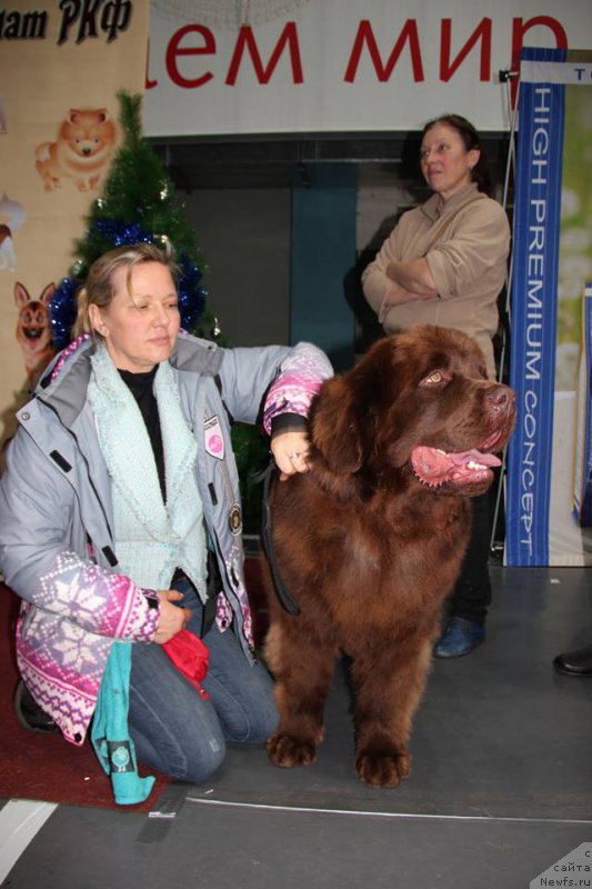 Фото: Lena Zyirina (Лена Зырина), ньюфаундленд Brownblood MSK Hakim Gold Haydar (Браунблад МСК Хаким Голд Хайдар)