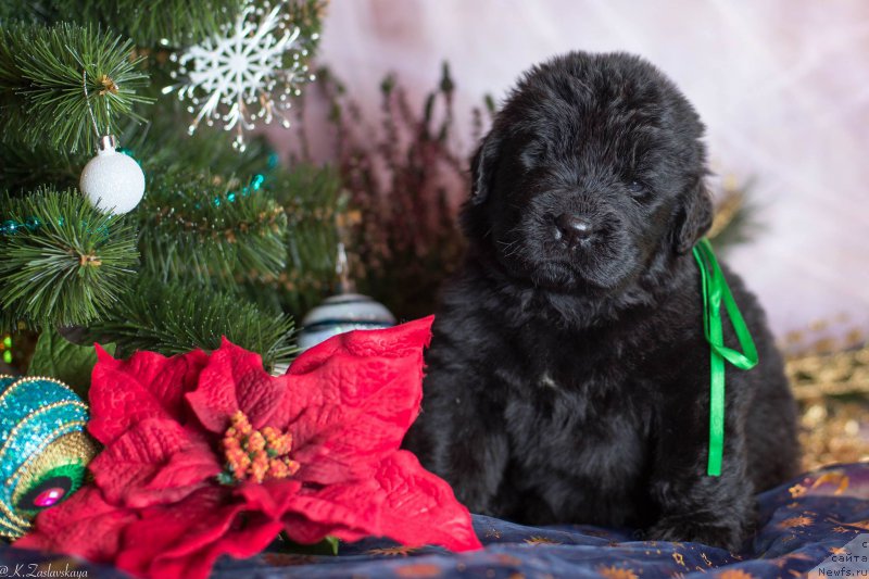 Фото: Дети, ньюфаундленд Smigar Legenda Vesny (Смигар Легенда Весны), 1 мес