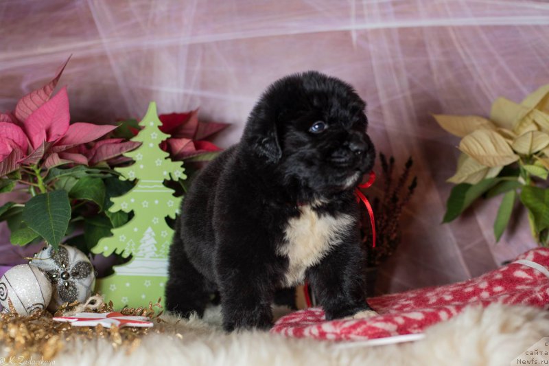 Фото: Дети, ньюфаундленд Smigar Legenda Vesny (Смигар Легенда Весны), 1 мес